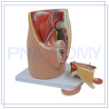 PNT-0580 life size female pelvis model